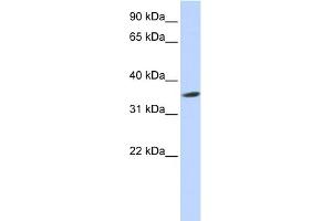 WB Suggested Anti-SEPT12 Antibody Titration: 0. (Septin 12 antibody  (Middle Region))