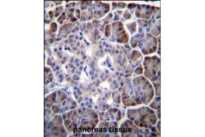 MYBPHL Antibody immunohistochemistry analysis in formalin fixed and paraffin embedded human pancreas tissue followed by peroxidase conjugation of the secondary antibody and DAB staining.
