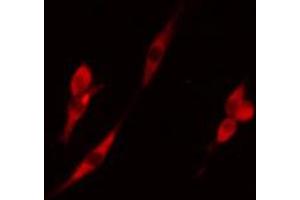 ABIN6274295 staining RAW264. (ADK antibody  (N-Term))