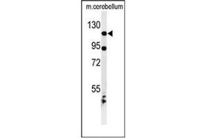 Western blot analysis of KIF6 Antibody (N-term) in mouse cerebellum tissue lysates (35ug/lane). (KIF6 antibody  (N-Term))