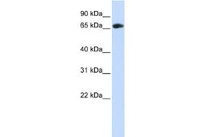 WB Suggested Anti-WDR21A Antibody Titration: 0. (DCAF4 antibody  (Middle Region))