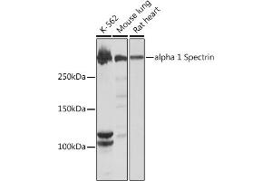 Western blot analysis of extracts of various cell lines, using alpha 1 Spectrin Rabbit mAb (ABIN7270517) at 1:1000 dilution. (SPTA1 antibody)