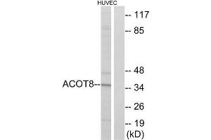 Western Blotting (WB) image for anti-Acyl-CoA Thioesterase 8 (ACOT8) (Internal Region) antibody (ABIN1850687) (ACOT8 antibody  (Internal Region))