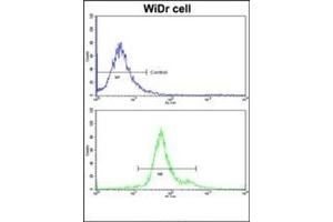 Flow cytometric analysis of widr cells using GSTP1 Antibody (C-term) Cat.