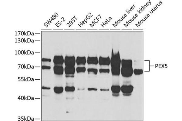 PEX5 antibody  (AA 1-260)