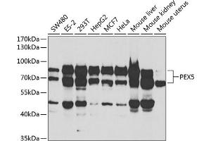 Western blot analysis of extracts of various cell lines, using PEX5 antibody (ABIN6133015, ABIN6145469, ABIN6145471 and ABIN6221464) at 1:1000 dilution. (PEX5 antibody  (AA 1-260))
