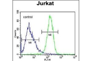 C Antibody (Center) (ABIN651778 and ABIN2840396) flow cytometric analysis of Jurkat cells (right histogram) compared to a negative control cell (left histogram). (CCDC106 antibody  (AA 151-180))