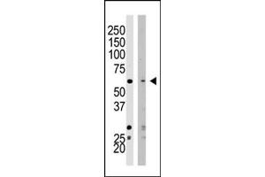 Western blot analysis of SET07 polyclonal antibody (ABIN387992 and ABIN2845267) in HeLa cell lysate (Lane 1) and NIH/3T3 cell lysate (Lane 2). (SETD8 antibody  (N-Term))