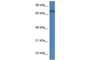 WB Suggested Anti-Xpnpep2 Antibody   Titration: 1. (XPNPEP2 antibody  (C-Term))