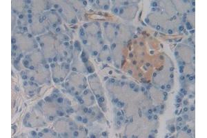 Immunohistochemistry (IHC) image for anti-Microtubule-Associated Protein 4 (MAP4) (AA 2-250) antibody (ABIN7433462)