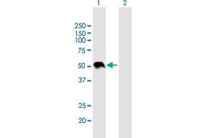 Western Blot analysis of WNT3A expression in transfected 293T cell line by WNT3A MaxPab polyclonal antibody.