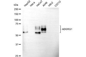 Western blotting analysis using ADGRG1 antibody (ABIN7798673). (GPR56 antibody)