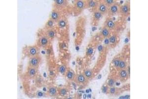 Figure. (UROD antibody  (AA 1-364))