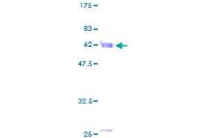 MORF4L1 Protein (AA 1-323) (GST tag)