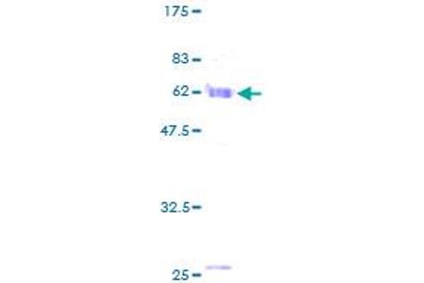 MORF4L1 Protein (AA 1-323) (GST tag)