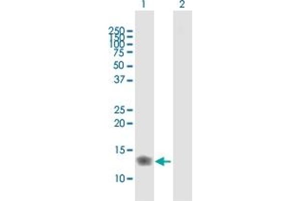 IFITM3 antibody  (AA 1-133)