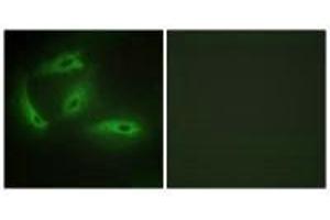 Immunofluorescence analysis of HeLa cells, using CDKL4 antibody. (CDKL4 antibody  (C-Term))
