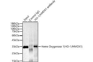 Immunoprecipitation (IP) image for anti-Heme Oxygenase (Decycling) 1 (HMOX1) antibody (ABIN7267605)