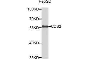 Western blot analysis of extracts of HepG2 cells, using CDS2 antibody (ABIN5972367). (CDS2 antibody)