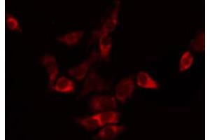 ABIN6272301 staining HepG2 by IF/ICC. (TMBIM4 antibody  (N-Term))