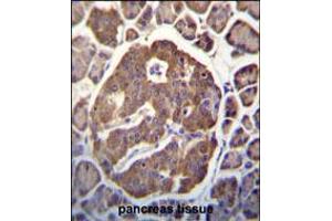 SCGN Antibody immunohistochemistry analysis in formalin fixed and paraffin embedded human pancreas tissue followed by peroxidase conjugation of the secondary antibody and DAB staining. (SCGN antibody  (N-Term))