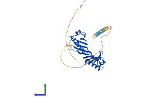 AlphaFold protein structure predicition of Human Recombinant TBP Protein, UniprotID P20226 (TBP Protein (AA 1-339) (His tag))