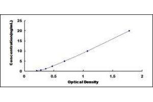 Syntaxin 2 (STX2) ELISA Kit