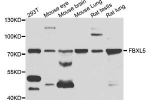 Western blot analysis of extracts of various cell lines, using FBXL5 antibody (ABIN1876803) at 1:1000 dilution. (FBXL5 antibody)