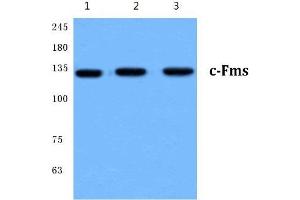 Western Blot analysis of c-Fms antibody at 1/500 dilution: Lane 1: HeLa cell lysate. (CSF1R antibody)