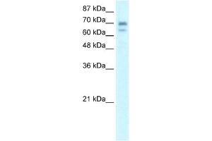 WB Suggested Anti-HR Antibody Titration:  0. (Hairless antibody  (Middle Region))