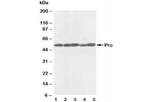 Western blot testing of anti-Caspase-8 antibody and Lane 1:  rat thymus