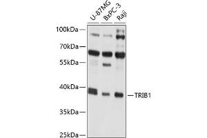 Western blot analysis of extracts of various cell lines, using TRIB1 antibody (ABIN6129151, ABIN6149494, ABIN6149495 and ABIN6214276) at 1:1000 dilution. (TRIB1 antibody  (AA 203-372))