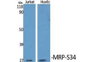 Western Blot (WB) analysis of specific cells using MRP-S34 Polyclonal Antibody. (MRPS34 antibody  (C-Term))