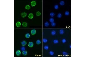 Immunofluorescence staining of mouse splenocytes using anti-IL-6R antibody D7715A7. (Recombinant IL-6 Receptor antibody)
