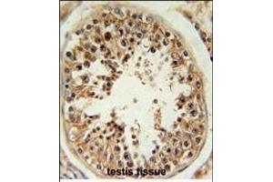 RSPO4 Antibody (C-term) (ABIN651898 and ABIN2840444) immunohistochemistry analysis in formalin fixed and paraffin embedded human testis tissue followed by peroxidase conjugation of the secondary antibody and DAB staining. (R-Spondin 4 antibody  (C-Term))