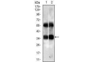Western blot analysis using PPP2CB mouse mAb against HUVE-12 (1) and K562 (2) cell lysate. (PPP2CB antibody)