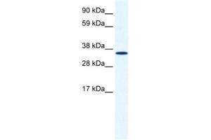 Western Blotting (WB) image for anti-Annexin A2 (ANXA2) antibody (ABIN2461379) (Annexin A2 antibody)