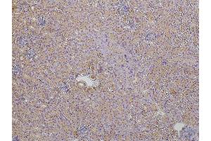 Immunoperoxidase of polydonal antibody to ZO1 (1/200) on paraformaldehyde-fixed paraffin-embedded mouse kidney,