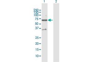 Western Blot analysis of STK17A expression in transfected 293T cell line by STK17A MaxPab polyclonal antibody. (STK17A antibody  (AA 1-414))
