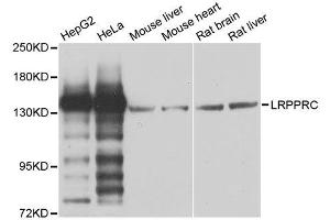 Western blot analysis of extracts of various cell lines, using LRPPRC antibody. (LRPPRC antibody  (AA 1041-1394))