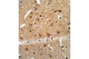 Formalin-fixed and paraffin-embedded human brain tissue reacted with GDNF Antibody (N-term), which was peroxidase-conjugated to the secondary antibody, followed by DAB staining. (GDNF antibody  (N-Term))