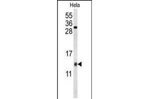 Western blot analysis of COX5A Antibody in Hela cell line lysates (35ug/lane) (COX5A antibody  (AA 46-73))