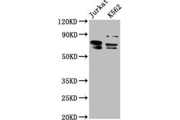 THEMIS antibody  (AA 547-641)