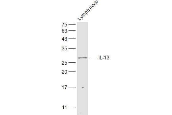 IL-13 anticorps  (AA 45-56)