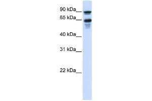 WB Suggested Anti-VGF Antibody Titration:  0. (VGF antibody  (Middle Region))
