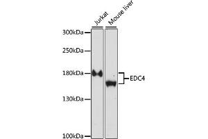 EDC4 anticorps  (AA 800-1100)