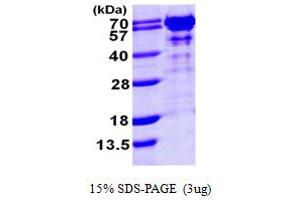 SDS-PAGE (SDS) image for GTPase Activating Protein (SH3 Domain) Binding Protein 1 (G3BP1) (AA 1-466) protein (His tag) (ABIN667856) (G3BP1 Protein (AA 1-466) (His tag))