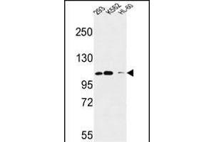 Roundabout 4 Antibody (N-term) (ABIN651292 and ABIN2840173) western blot analysis in 293,K562,HL-60 cell line lysates (35 μg/lane). (ROBO4 antibody  (N-Term))