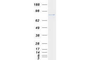 Western Blotting (WB) image for Progesterone Immunomodulatory Binding Factor 1 (PIBF1) protein (Myc-DYKDDDDK Tag) (ABIN2728883)