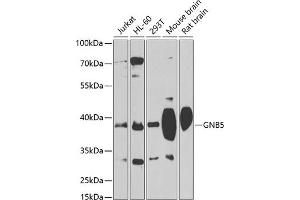 Western blot analysis of extracts of various cell lines, using GNB5 antibody (ABIN1680056, ABIN3018941, ABIN3018942 and ABIN6220634) at 1:1000 dilution. (GNB5 antibody  (AA 1-200))